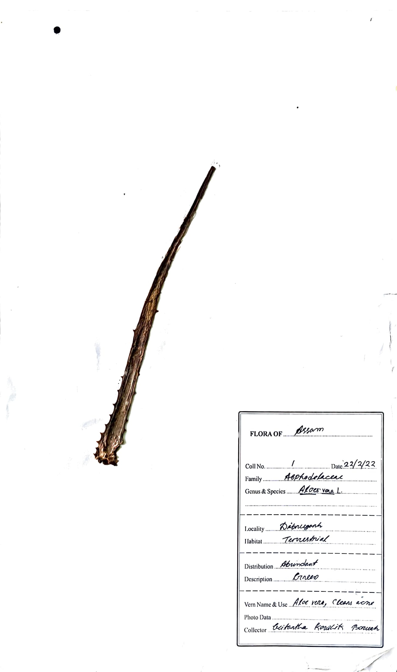 Sal kuwari (Ass.) (Herbarium)